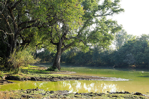 South Luangwa