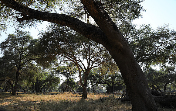 Lower Zambezi