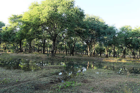 Landscape in Lower Zambezi NP