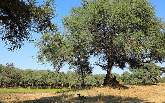 Lower Zambezi