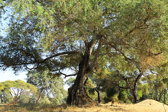 Lower Zambezi