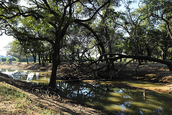 South Luangwa
