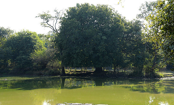 South Luangwa