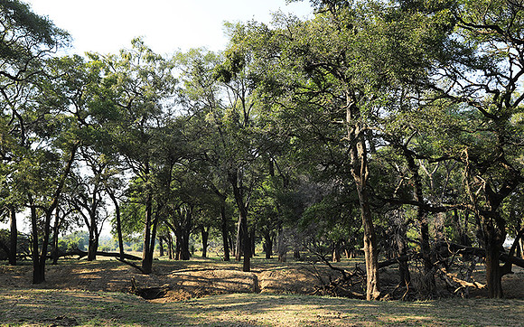 South Luangwa