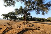 Tembo Plains