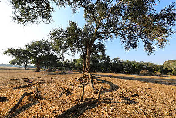 Tembo Plains