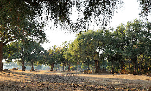 Tembo Plains