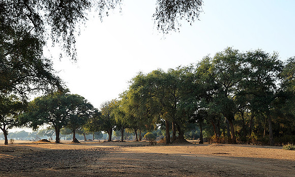 Tembo Plains
