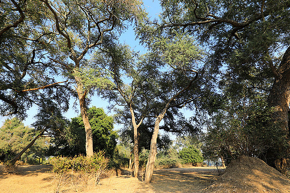 Tembo Plains
