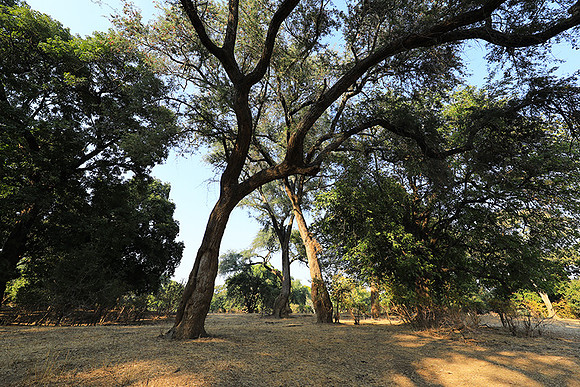 Tembo Plains