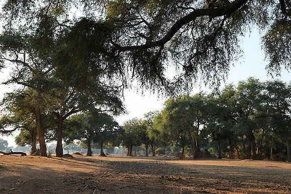 Tembo Plains