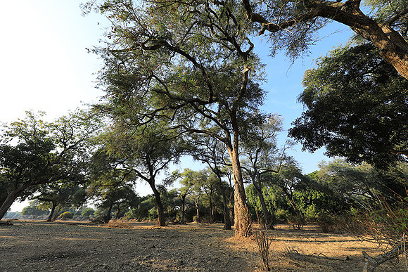 Tembo Plains