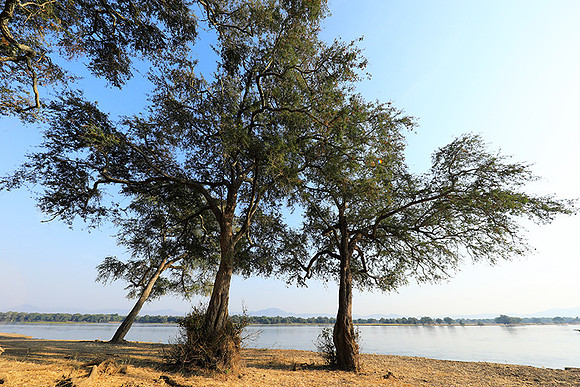 Tembo Plains