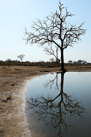 Hwange National park