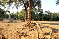 Tembo Plains