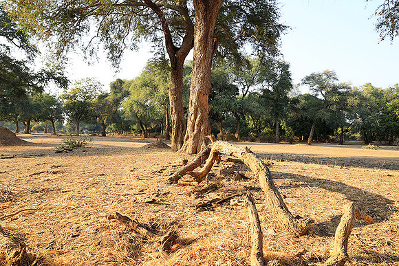 Tembo Plains