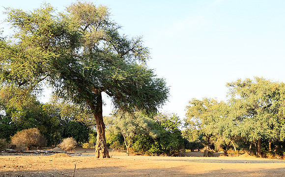 Tembo Plains