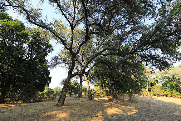 Tembo Plains