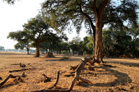 Tembo Plains