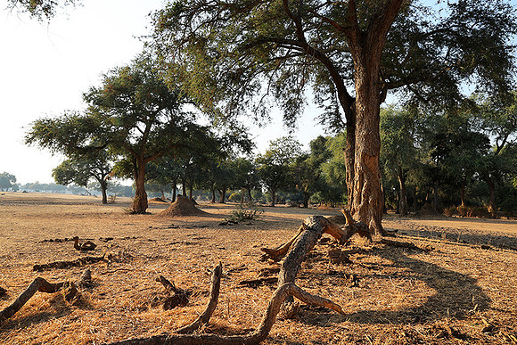 Tembo Plains