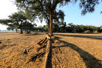 Tembo Plains