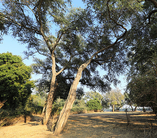 Tembo Plains