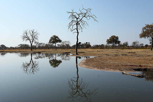 Hwange National park