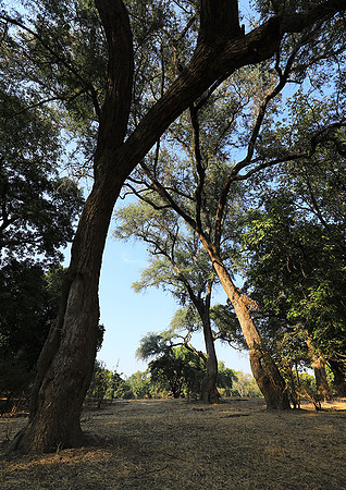 Tembo Plains
