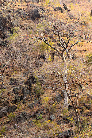 Gorge Sanyati - Matusadona NP