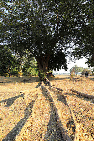 Tembo Plains