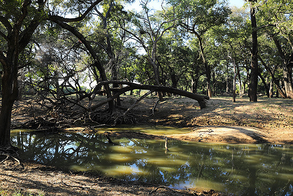 South Luangwa