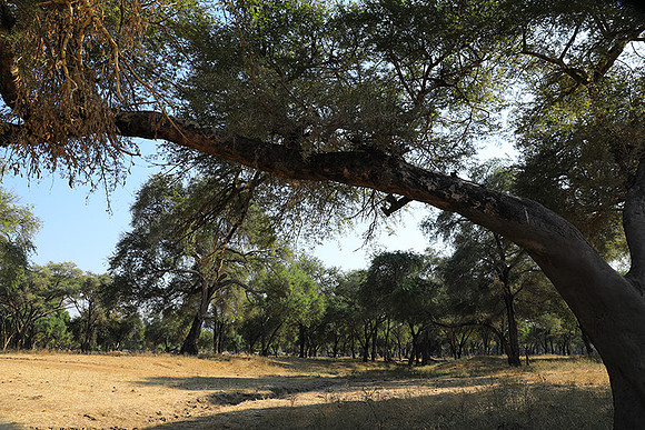 Lower Zambezi