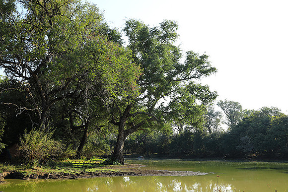 South Luangwa