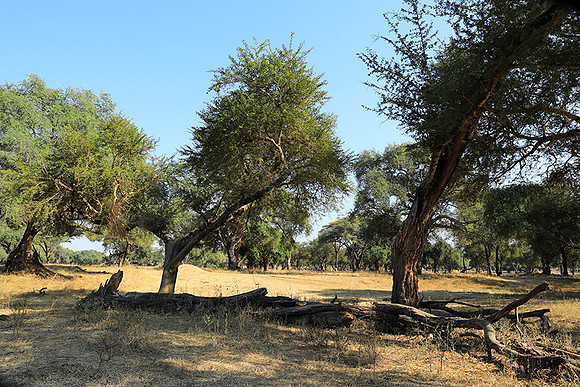Lower Zambezi