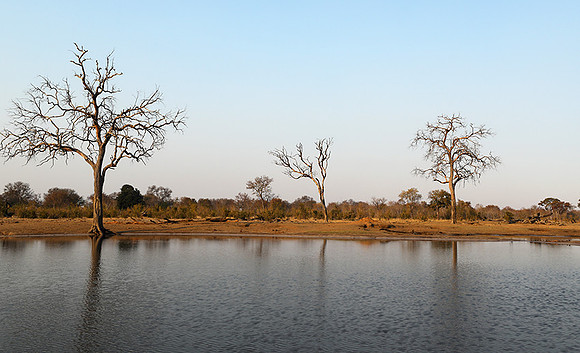 Hwange National park