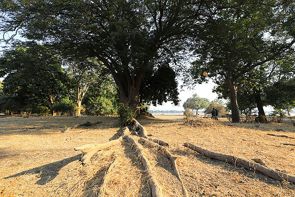 Tembo Plains