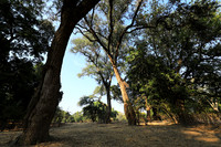 Tembo Plains