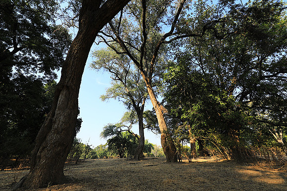 Tembo Plains