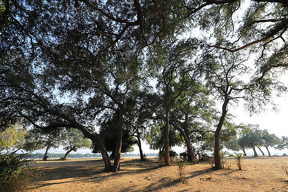 Tembo Plains