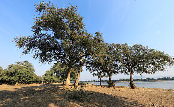 Tembo Plains