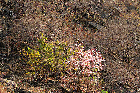 Gorge Sanyati - Matusadona NP