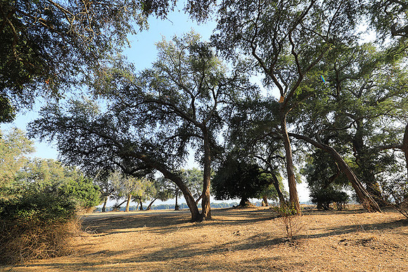 Tembo Plains