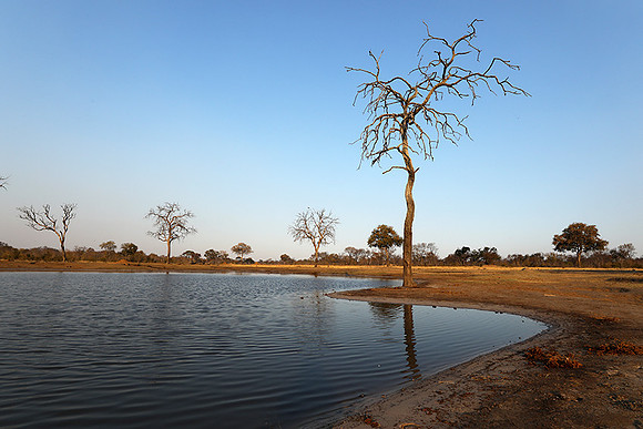 Hwange National park