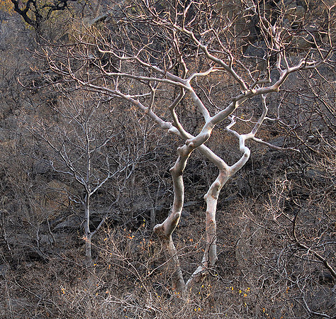 Gorge Sanyati - Matusadona NP