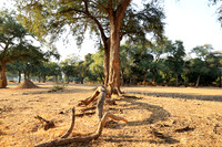 Tembo Plains