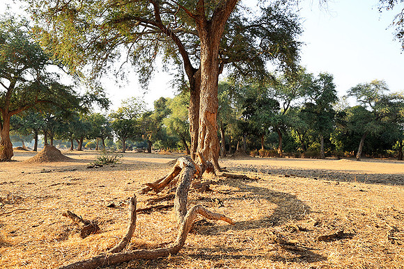 Tembo Plains
