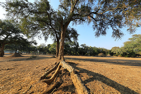 Tembo Plains
