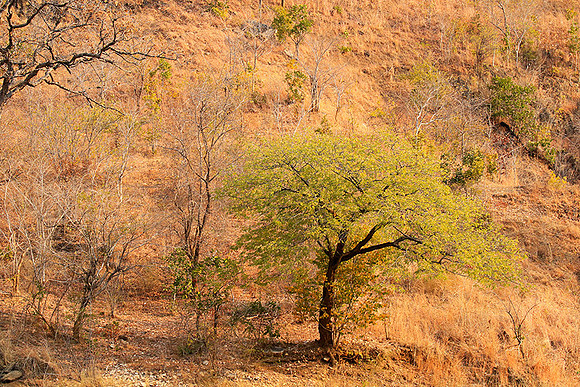 Gorge Sanyati - Matusadona NP