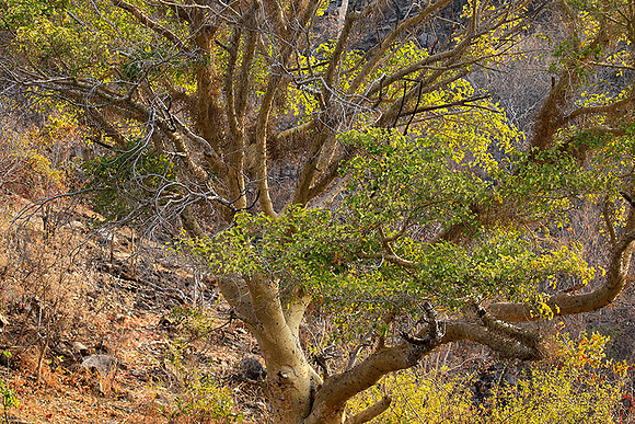 Gorge Sanyati - Matusadona NP