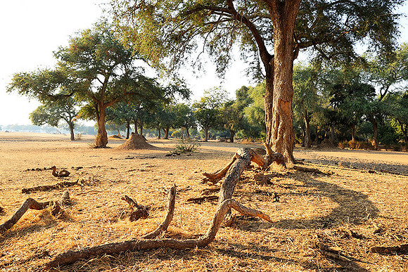 Tembo Plains